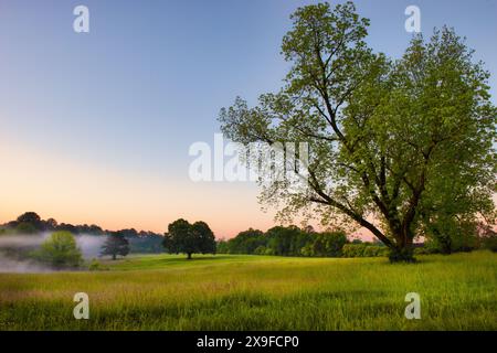 Nebel lichtet über einer Morgenweide, Monroe, Walton County, Georgia, USA Stockfoto