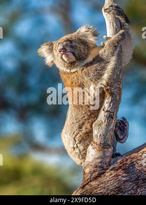 Nahaufnahme eines Koalas (Phascolarctos cinereus) auf einem Eukalyptuszweig im Yanchep-Nationalpark, Western Australia, Australien Stockfoto