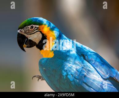 Nahaufnahme eines blau-gelben Aras (Ara ararauna), Australien Stockfoto