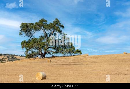 Einsamer Baum auf einem Feld mit aufgerollten Heuballen auf einem landwirtschaftlichen Feld, Western Australia, Australien Stockfoto