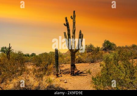 Orangefarbener Sonnenuntergang über Saguaro-Kakteen, die in der Wüste, Arizona, USA, wachsen Stockfoto