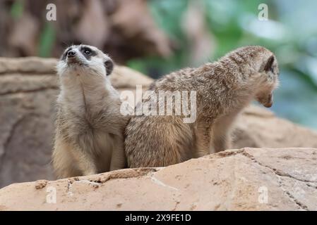 Nahaufnahme von zwei Meerkats, die nebeneinander auf einem Felsen sitzen, Indonesien Stockfoto