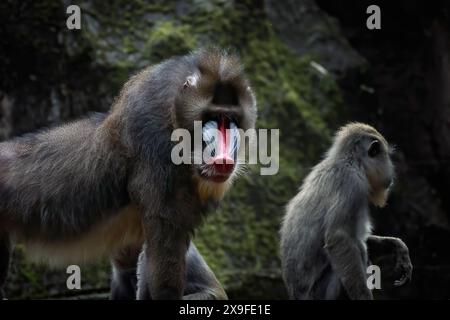 Nahporträt eines männlichen Mandrills und eines Säuglings, Indonesien Stockfoto