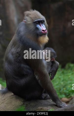 Nahporträt einer Mandrille mit ihrem Säugling Indonesien Stockfoto