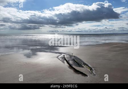 Schiffswrack am Strand von Cefn Sands im Pembrey Country Park in Carmarthenshire, South Wales. Bilddatum: Mittwoch, 29. Mai 2024. Stockfoto