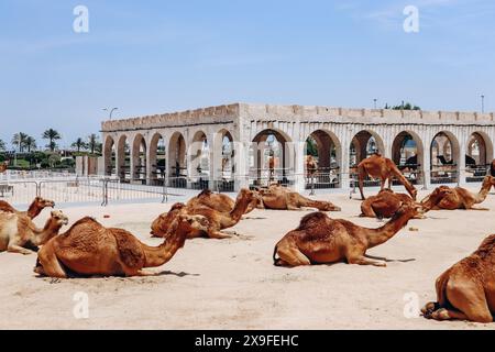 Kamele in Doha in der Gegend von Souq Waqif Stockfoto