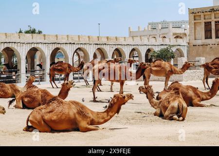 Kamele in Doha in der Gegend von Souq Waqif Stockfoto