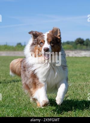 der australische Schäferhund trainiert in einem Club für den Gehorsams-Wettbewerb Stockfoto