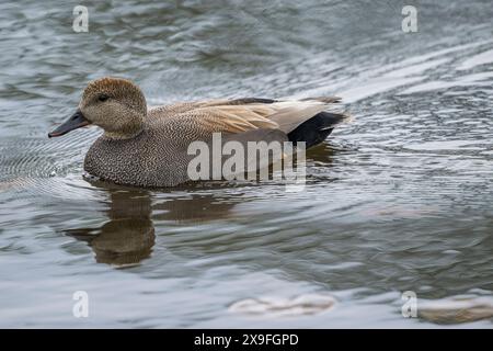 Eine männliche Gadwall-Ente (Mareca strepera) schwimmt auf dem Lake Washington in Kirkland, Washington State, USA. Stockfoto