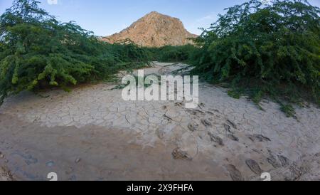 Fotografie des ausgetrockneten Flusses mit Schlamm- und Reifenspuren im Oman am Frühlingsabend Stockfoto