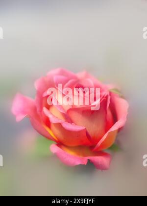 Nahaufnahme eines einzelnen blassgelben und rosa Flush Hybrid Tee Rose (unbekannte Sorte) vor einem diffusen Hintergrund Stockfoto