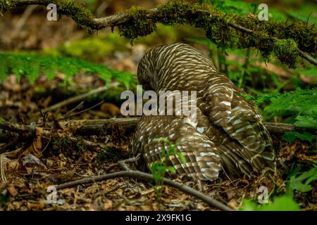 Eine Stacheleule (Strix varia), auch bekannt als nördliche Stacheleule oder Streifeneule, sitzt auf dem Boden in einem Park in Kirkland, Washington State, Uni Stockfoto