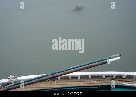 Auf einem kleinen Boot im Hafen von Crail in Schottland auf die Ruder blicken. Ein kleines Stück Algen schwebt im grünen Wasser vorbei, Kopierraum. Stockfoto