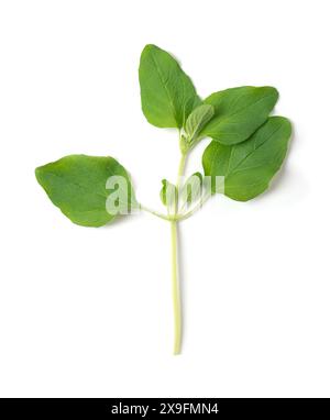 Frischer Oregano-Zweig, auch wilder Marjoram genannt, ganzer Ast von Origanum vulgare. Ein kulinarisches Kraut der italienischen Küche. Stockfoto