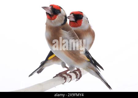 Weiblicher Goldfink isoliert auf weißem Hintergrund Stockfoto