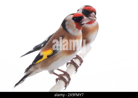 Weiblicher Goldfink isoliert auf weißem Hintergrund Stockfoto
