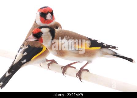 Weiblicher Goldfink isoliert auf weißem Hintergrund Stockfoto