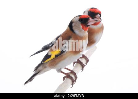 Weiblicher Goldfink isoliert auf weißem Hintergrund Stockfoto