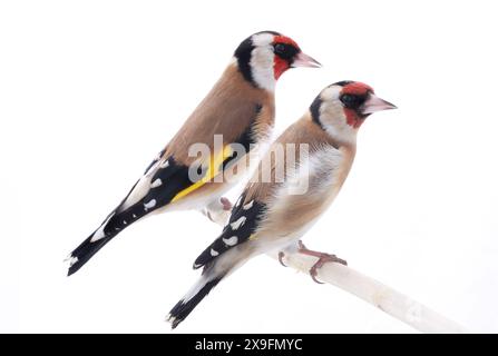 Weiblicher Goldfink isoliert auf weißem Hintergrund Stockfoto
