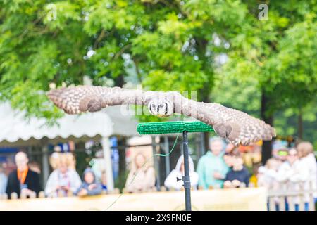 SHEPTON MALLET, SOMERSET, UK, 31. Mai 2024 Eulen im Flug bei der Falconry Show von Hawkeye Falconry UK bei der Royal Bath and West Show Credit John Rose/Alamy Live News Stockfoto