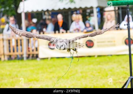 SHEPTON MALLET, SOMERSET, UK, 31. Mai 2024 Eulen im Flug bei der Falconry Show von Hawkeye Falconry UK bei der Royal Bath and West Show Credit John Rose/Alamy Live News Stockfoto