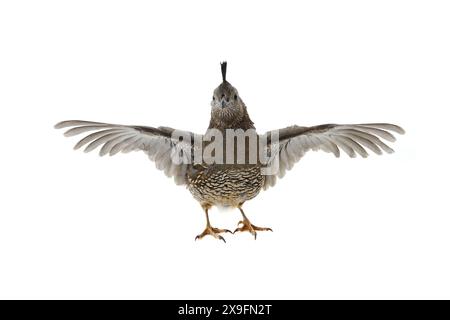 Weibliche kalifornische Wachtel mit Flügeln isoliert auf weißem Hintergrund Stockfoto