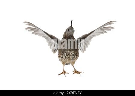 Weibliche kalifornische Wachtel mit Flügeln isoliert auf weißem Hintergrund Stockfoto