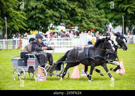 SHEPTON MALLET, SOMERSET, UK, 31. Mai 2024 Action-Aufnahme des Osborne Kühlschrankwettbewerbs mit doppeltem Gurtzeug bei der Royal Bath and West Show. John Rose/Alamy Live News Stockfoto