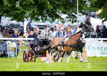 SHEPTON MALLET, SOMERSET, UK, 31. Mai 2024 Action-Aufnahme des Osborne Kühlschrankwettbewerbs mit doppeltem Gurtzeug bei der Royal Bath and West Show. John Rose/Alamy Live News Stockfoto