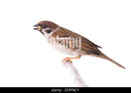 Studio-Aufnahme. sperling, der auf einem Baumzweig sitzt, ist auf weißem Hintergrund isoliert. Stockfoto