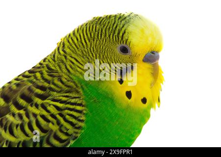 Gelber Budgie isoliert auf weißem Hintergrund Stockfoto