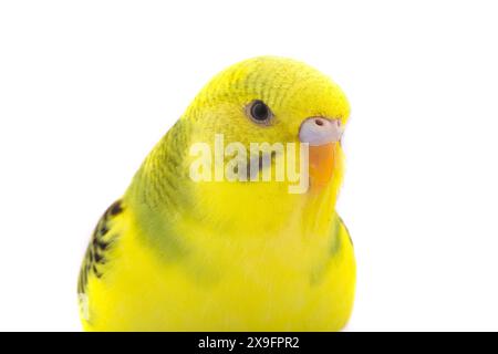 Gelber Budgie isoliert auf weißem Hintergrund Stockfoto