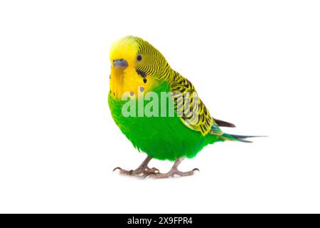 Grüner Budgie isoliert auf weißem Hintergrund Stockfoto