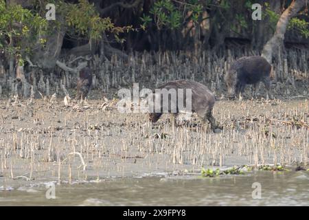 Wildschwein in Sundarbans. Dieses Foto wurde aus dem Sundarbans-Nationalpark in Bangladesch gemacht. Stockfoto