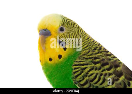 Gelber Budgie isoliert auf weißem Hintergrund Stockfoto