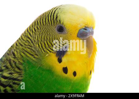 Gelber Budgie isoliert auf weißem Hintergrund Stockfoto