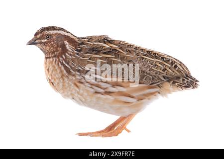 Wilde Wachteln ( Coturnix coturnix) isoliert auf weißem Hintergrund in Studioaufnahme Stockfoto