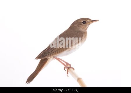 nachtigall (Luscinia luscinia) isoliert auf weißem Hintergrund in Studio-Aufnahme Stockfoto