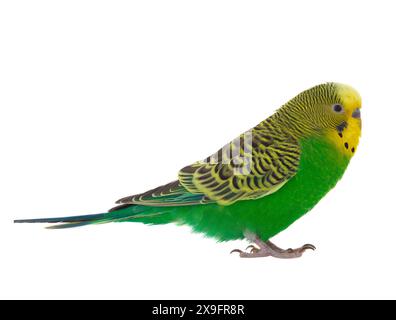 Grüner Budgie isoliert auf weißem Hintergrund Stockfoto