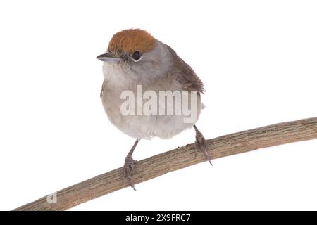 Weibliche (Sylvia atricapilla) eurasische Schwarzkappe isoliert auf weißem Hintergrund Stockfoto