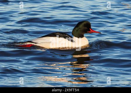 Männlicher gemeiner Merganser auf dem See (Mergus merganser) Stockfoto