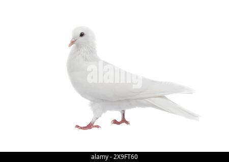 Walking White Taube isoliert auf weißem Hintergrund Stockfoto