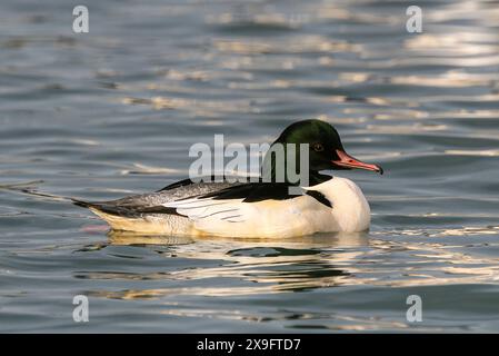 Männlicher gemeiner Merganser am Neuchâtel-See in der Schweiz Stockfoto