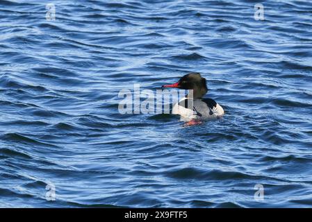 Männlicher gemeiner Merganser am Neuchâtel-See in der Schweiz Stockfoto