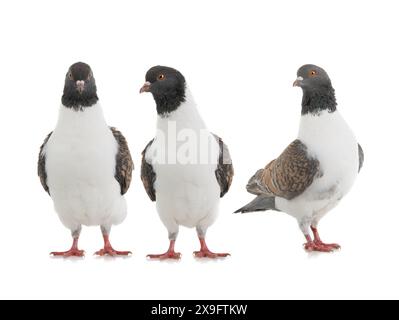 Deutsche Tauben modena isoliert auf weißem Hintergrund Stockfoto