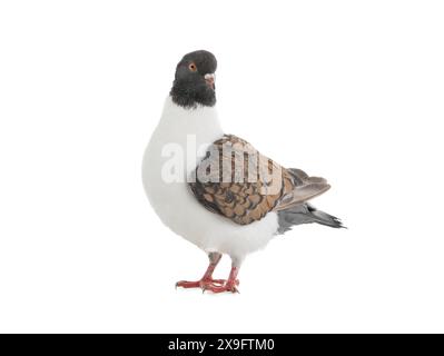 Deutsche Taube modena isoliert auf weißem Hintergrund Stockfoto