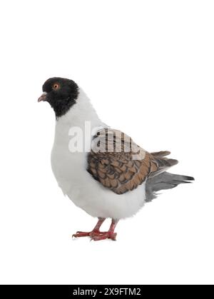 German pigeon modena isolated on white background Stockfoto