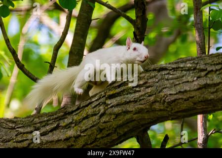 Ein Albino-amerikanisches graues Eichhörnchen arbeitet sich an einem Zweig entlang, was auf Schwierigkeiten beim Sehen hindeutet. Stockfoto