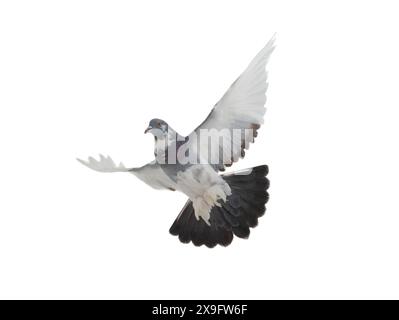 Taube (englischer Pouter) im Flug isoliert auf weißem Hintergrund Stockfoto