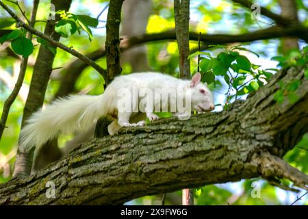 Ein Albino-amerikanisches graues Eichhörnchen arbeitet sich an einem Zweig entlang, was auf Schwierigkeiten beim Sehen hindeutet. Stockfoto